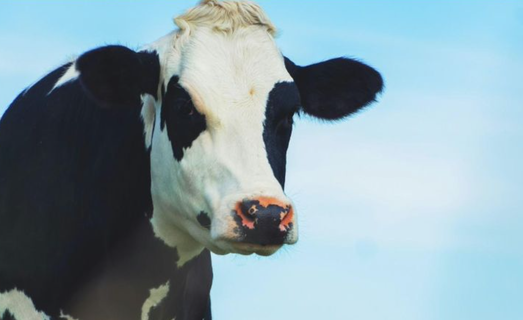 Crean la primera vaca transgénica